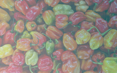 Antientzündliche Lebensmittel